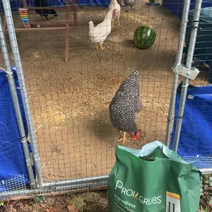 PROILGRUBS 11LBS/10LBS /5 LBS Dried Black Soldier Fly Larvae for chickens,85X More Calcium Than Mealworms,  Non-GMO,All Natural Treats, (BSFL),High Protein High Calcium feed to Boost Egg Productivity stronger eggshell #backtoschool #sohochic #glowup