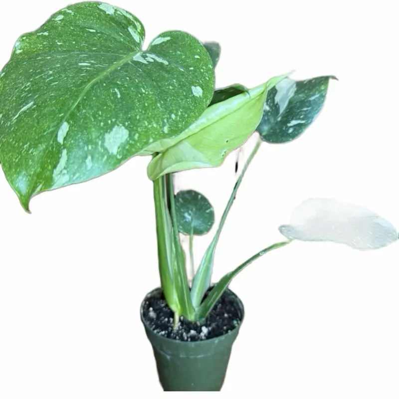 Monstera Thai Constellation Live Potted Indoor Plant, Vibrant Tropical Natural Home Decor Plant for Home Improvement & Garden Supplies, Live Plants, Home Decor Plants