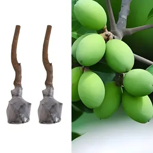 Olive Tree Seedling | Live Olive Plant Sapling | Hardy & Drought-Tolerant | For Outdoor Garden & Landscape Growing | Healthy Rooted Starter Plant