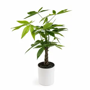 Money Tree Braid Plant 4” Pot | Low Maintenance Indoor House Plant | Lucky Pachira Aquatica | Easy Care Home Decor