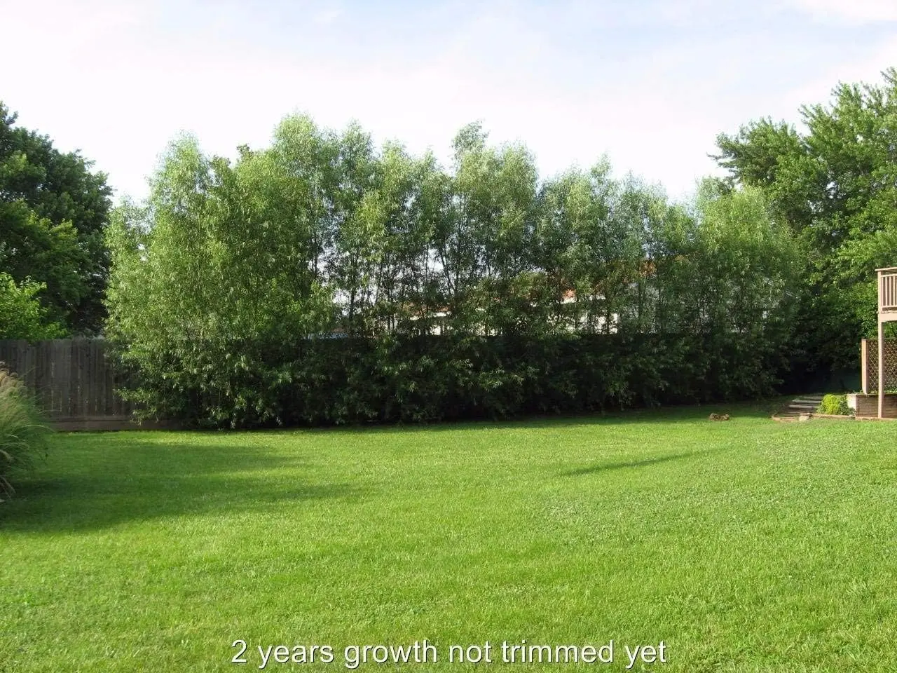 Natural Privacy Fence - 60 Ft Long - Grow 20 Fast Growing Hybrid Willow Trees - Up to 10 Feet First Year - Change The View