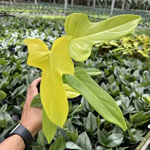 Philodendron Golden Violin Pot 4” - Tropical Foliage - Houseplants - Indoor Plants