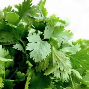 Santo Cilantro/Coriander Organic Seeds (Coriandrum sativum) – Bolt-resistant variety for fresh cilantro leaves and coriander seeds. Fast-growing and flavorful for salsas and curries.