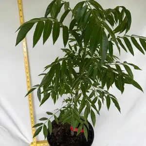 Ciruela Jobo 2-3 ft Frut tree