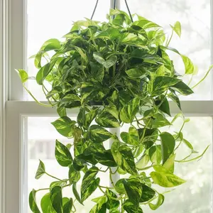 Golden Pothos – 2 Rooted Cuttings (4–5") – Easy-Care Indoor Hanging Plant for Planters & Home Décor