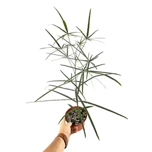 Brachychiton rupestris 'Queensland Bottle Tree'