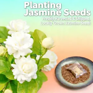 Jasmine Flower Seeds Fragrant White Blooms Easy Grow Ornamental Plant Seeds for Outdoor & Indoor Garden Bonsai Planting