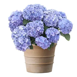 Blue Hydrangea Seeds –200+ Seeds per Pack for Stunning, Vibrant Blooms