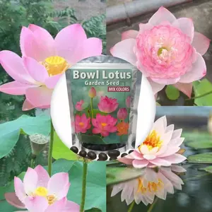 200PCS Premium Lotus Seeds for Water Planting – Mixed Color Bowl Lotus for Ponds, For planting bowl-shaped aquatic lotus seeds, ideal for home gardening, pond gardens, and water features. Also a great gift for gardening beginners or elders.