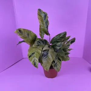 Calathea Louisae Thai Beauty (Yellow Allusion) Live Plant in 6” Pot, Pet-Friendly Prayer Plant