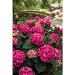 HYDRANGEA M. 'SUMMER CRUSH'®  G2 ES