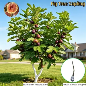 Fig Bare Root Tree – 4–5 Years Old – Heirloom Variety – Ready to Plant Upon Arrival – Suitable for Ground or Container Growing