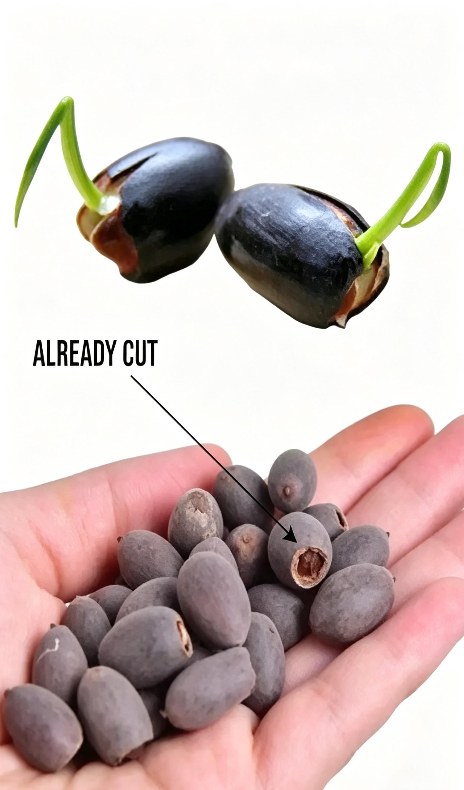 60Pcs Mixed Bowl Lotus Seeds – Vibrant Water Lily Flower Plant Seeds for Ornamental Water Gardens