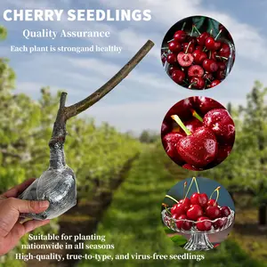 CHeirloom Non-GMO Cherry Tree Seedling, Compact Sweet Cherry Plant for Home Garden Patio Pots