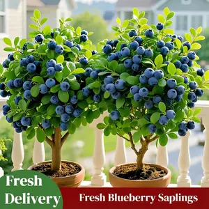 Blueberry Bush Live Plant | Sweet Edible Fruit Tree | Easy Grow for Home Garden