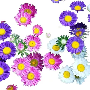 Green River 50 Single Rainbow Aster Flower Seeds - Flower Seed Pack, Perennial Flower, Vibrant Multi-Color Blooms for Cottage and Pollinator Gardens, Perfect for Borders, Bouquets, and Seasonal Outdoor Displays