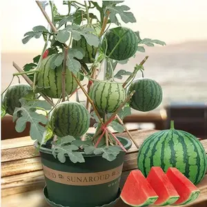 50+ Super Sweet Jar Small Watermelon Seeds Seedless Small Watermelon Seeds All-season Planting Balcony Garden Potted Thin-skinned Watermelon