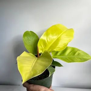 Philodendron Moonlight 6" Plant - Low Maintenance House Plant with Bright Green Foliage for Home Decor & Office Use