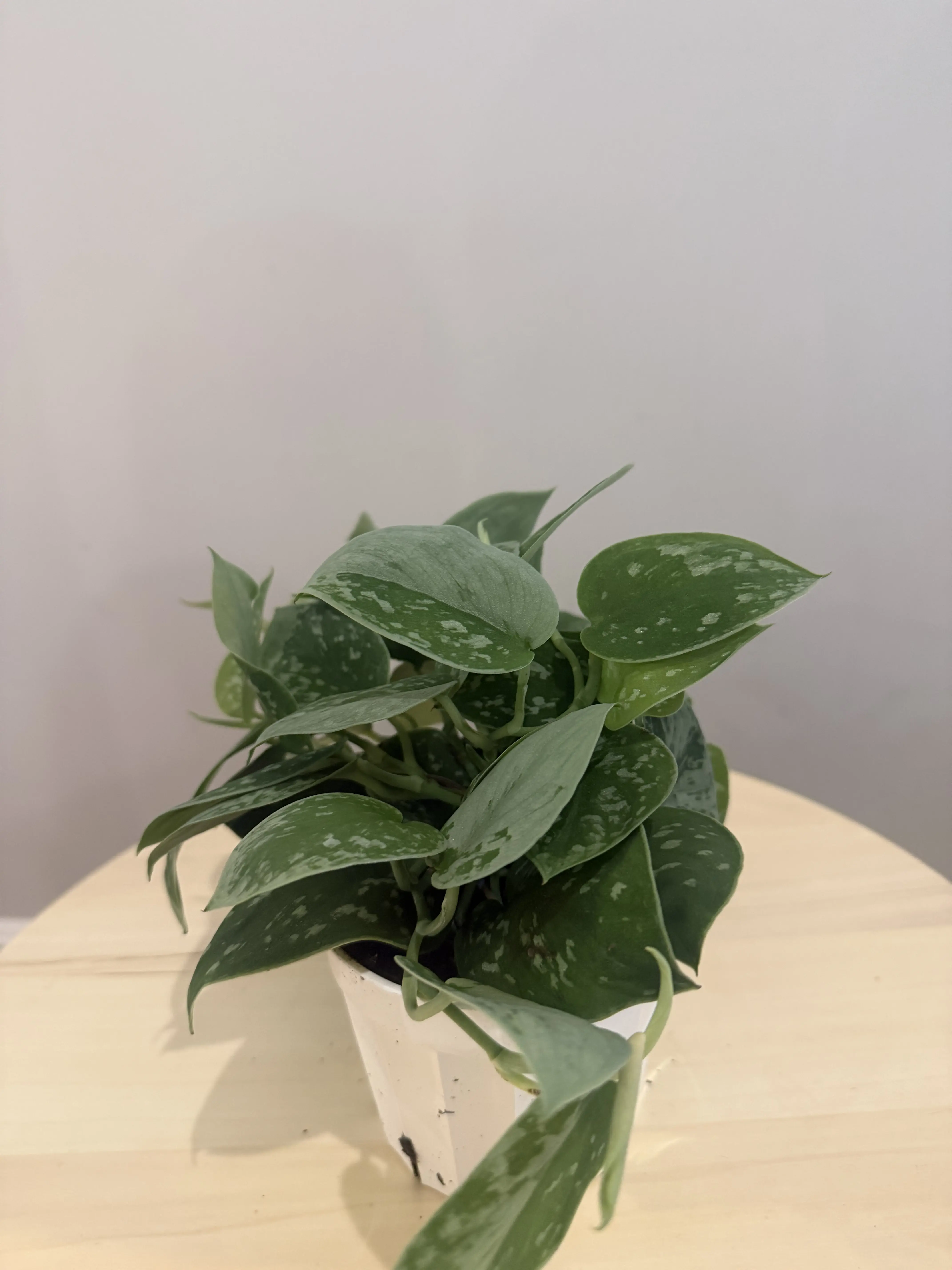 4'' Pothos Satin
