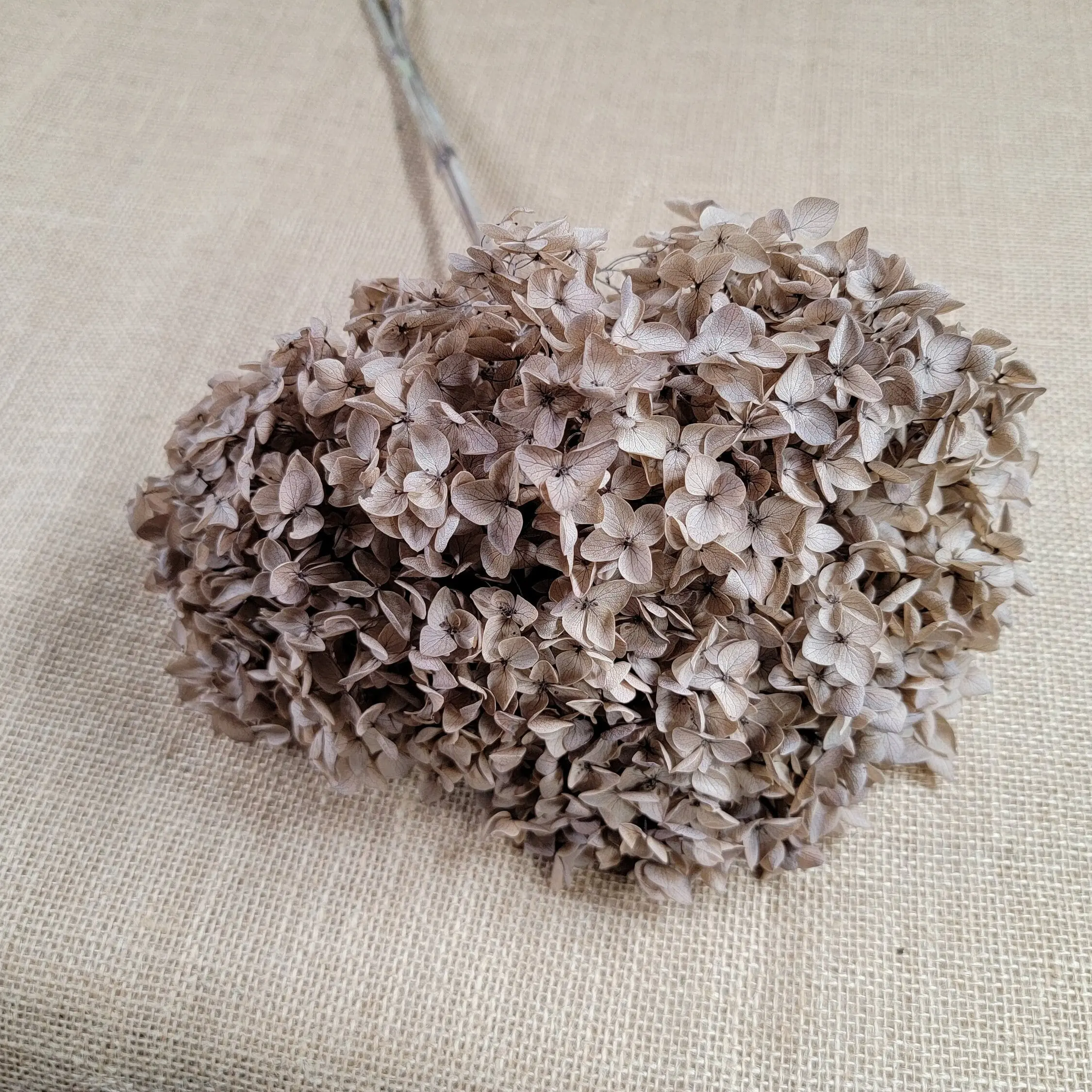 Preserved Hydrangea In Coffee, Preserved Hydrangea, Coffee Dried Hydrangea, Preserved Flowers, Dried Flowers, Real Flowers, Wedding Flowers