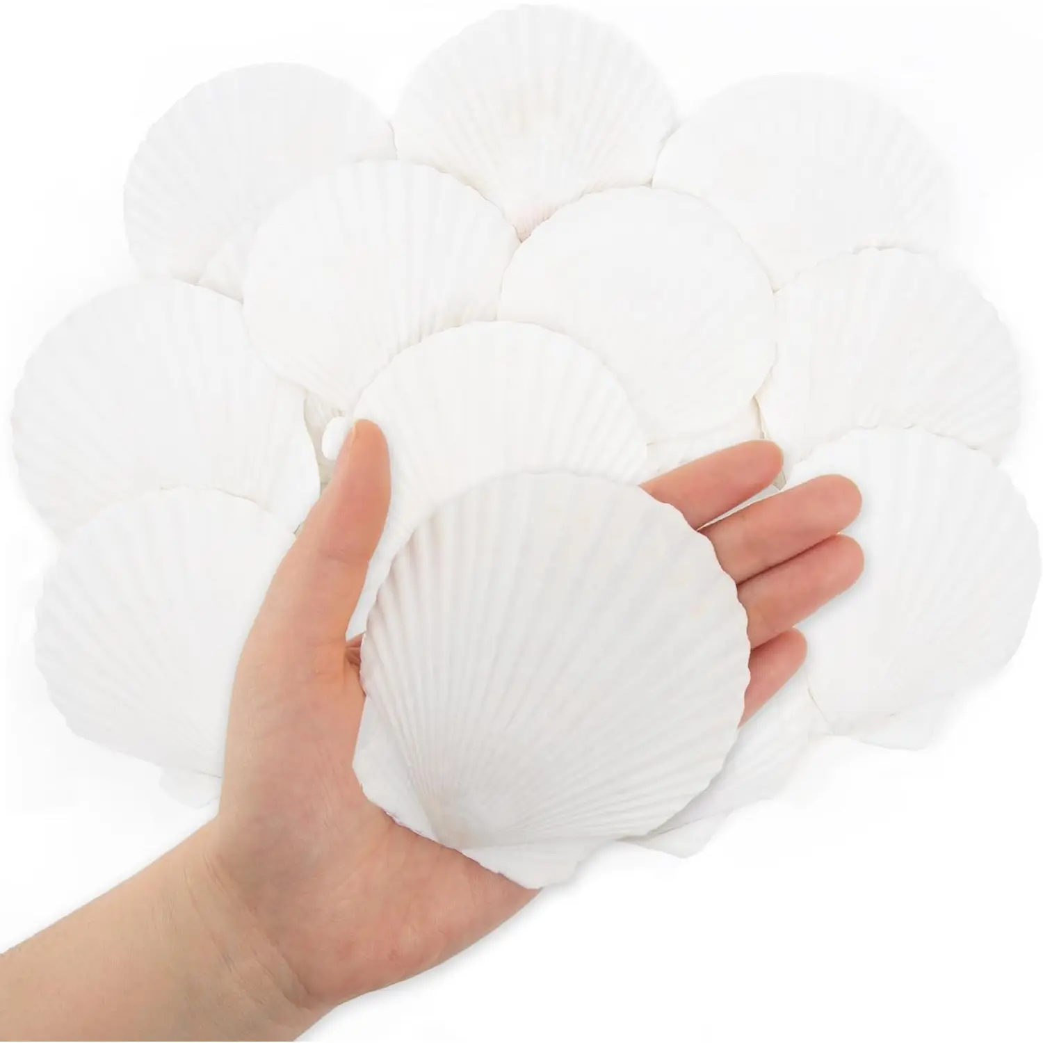20 Pieces Natural White Scallop Shell Set, 7-8 cm Wide Home Decor Ornaments for Boys and Girls’ DIY Craft Painting, Ocean Themed Party - Home Improvement Gift
