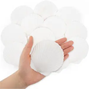 20PCS Natural Scallop Shells White Sea Shells for Decorating from Sea Beach Real Seashells for DIY Craft Painting Ocean Themed Party Wedding (3.15inch) - Home Improvement.