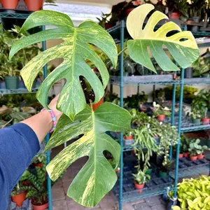 4” Monstera aurea 4” Monstera aurea