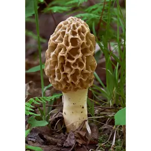 Morel Mushroom Sawdust Grow Kit - 40 Grams (Pack of 1) - Easy to Cultivate Prized Mushrooms at Home