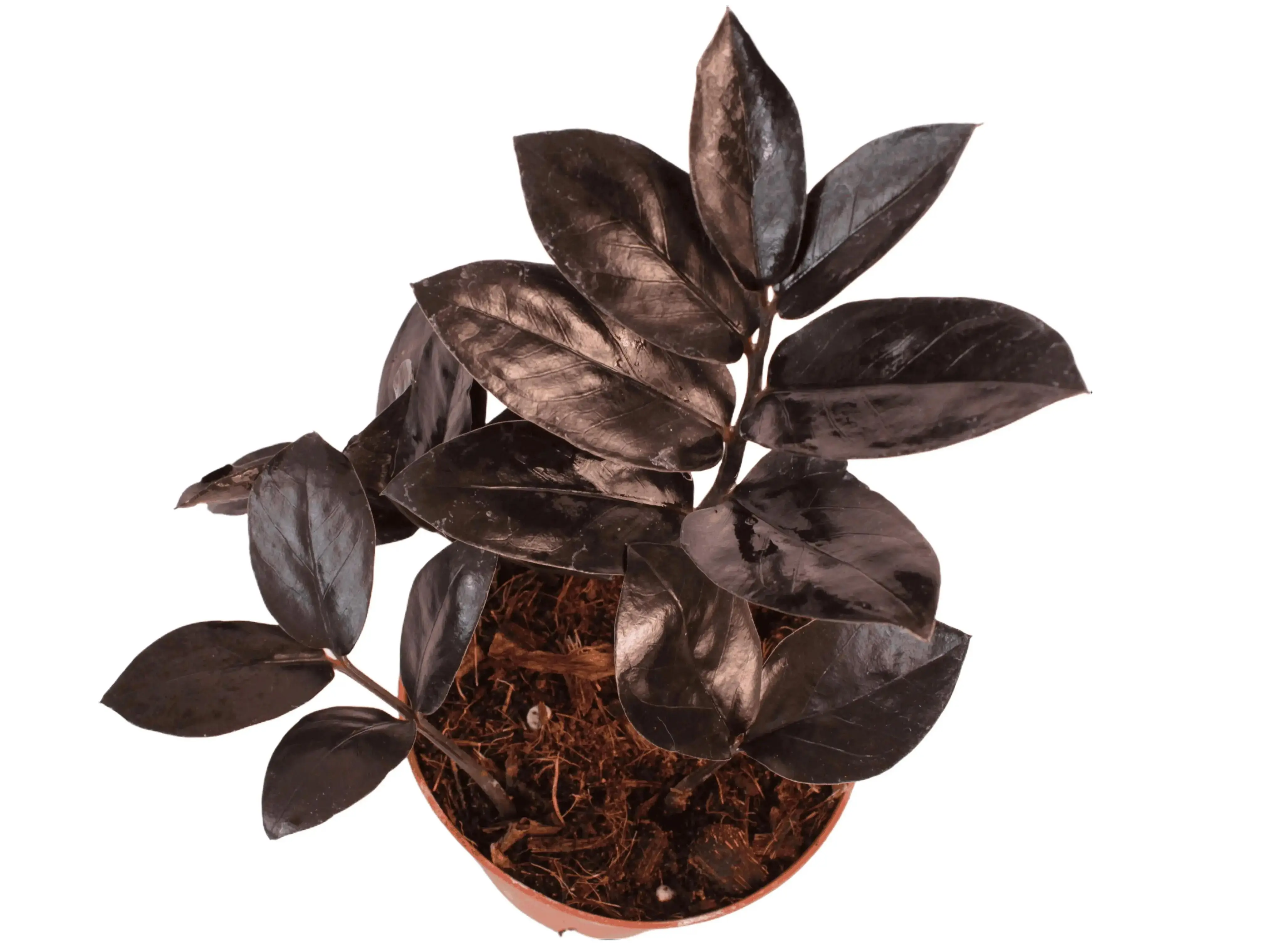 ZZ Black Queen Potted Live Plant 4in - Zamioculcas Zamiifolia - Rare Dark Foliage - Raven ZZ - Deep Purple to Black Leaves - Easy Care Houseplant - Tropical Gift - Unique Indoor Plant - Low Light Tolerant - Drought Resistant - Statement Greenery