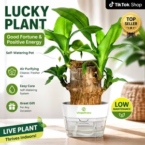 Artificial Tree-Shape Hydroponic Brazilian Lucky Plant with Wooden Base, Mysterious Doll Decoration, All-Seasons Home Office Ornament, Good Luck Prosperity Symbol, Ideal Gift Variegated Houseplant