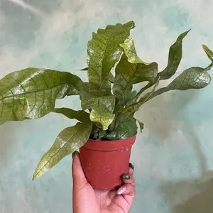 4 inch Crocodile Fern 4 inch Crocodile Fern