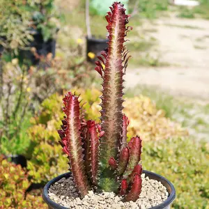 African Milk Tree - Euphorbia trigona 'Rubra'