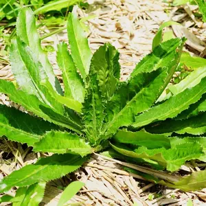 1000 Culantro Seeds for Planting Outdoors, Culantro Plant Seeds, Culantro Herb Seeds
