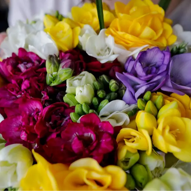 Double Freesia Flower Bulbs for Spring Planting - Mixed Colors for Bouquets - Large Healthy Bulbs - Great for Container or Outdoor Growing