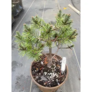 Pinus sylvestris 'Jeremy' Dwarf Scotch Pine