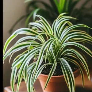 Live Reverse Spider Plant in 6" Hanging Basket | Air-Purifying & Easy-to-Grow Indoor Houseplant | Perfect for Home & Office Decor - Chlorophytum Comosum Vittatum plant growth bendable moss