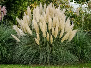 1000 Pampas Grass Seeds – Elegant Ornamental Grass for Landscaping, Garden Borders & Dried Floral Décor