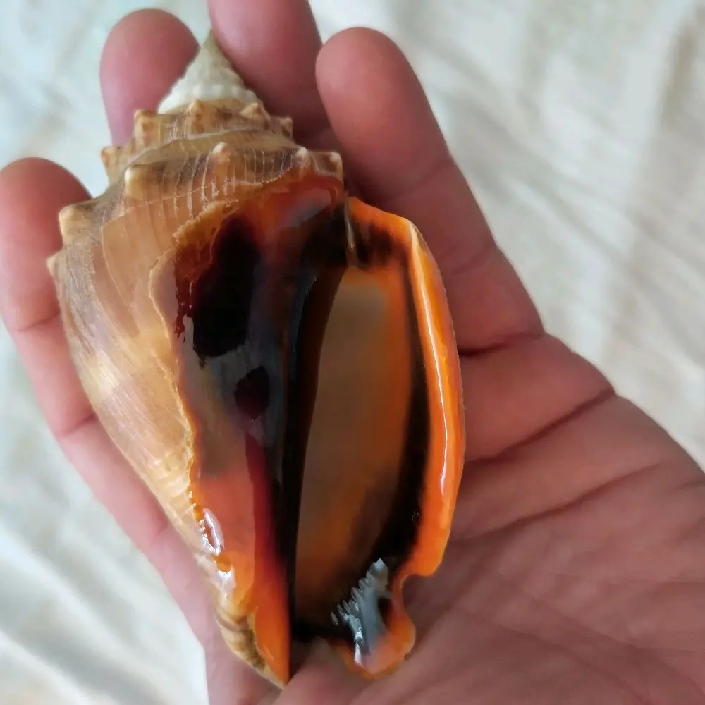 Fighting Conch Shell, 4" large