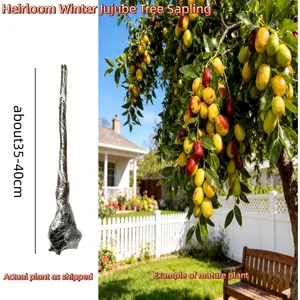 Heirloom Winter Jujube Tree – 5–6 Year Old, Bare Root, Strong Roots, Sweet & Crispy Fruit, Low-Maintenance, In-Ground or Container, for Home Gardens & Orchards