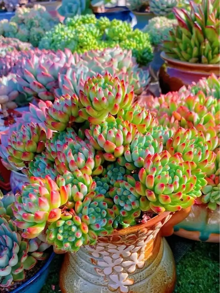 1000 Seeds of Succulent Plants: Create a Green Home, Easily Cultivate Beautiful Plants