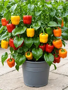Rainbow Bell Pepper Seeds Mix - Non-GMO Sweet Bell Peppers (Red/Yellow/Orange/Green) for Home Garden Planting, High Yield, Heirloom Vegetable Seeds