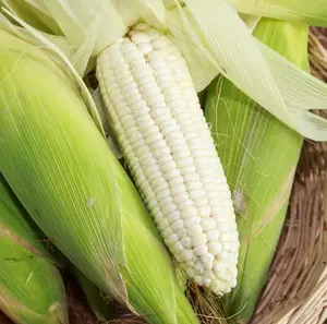 50 Waxy Corn Seeds for Planting - Sticky Corn Seeds - White Corn Plant - White Glutinous Corn - Sweet Corn Seeds for Garden