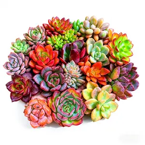 Mixed Mini Live Rosette Succulents, Colorful Assorted Potted Houseplants, Easy‑Care Drought‑Tolerant Aesthetic Decor for Home, Office & Desktop