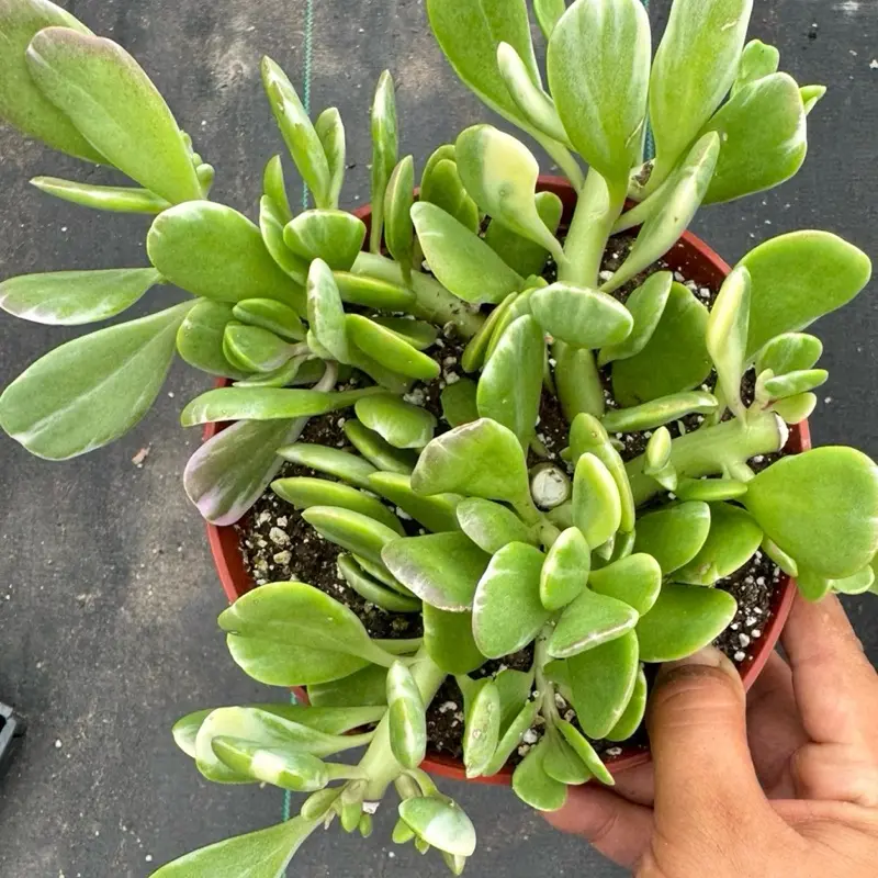 Variegated trailing jade 6 inch pot plant