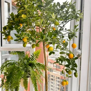 Meyer Lemon Tree Living Plant - Bare-rooted seedlings that bear delicious fruit, suitable indoors and outdoors, fast-growing and easy-to-care lemon plants