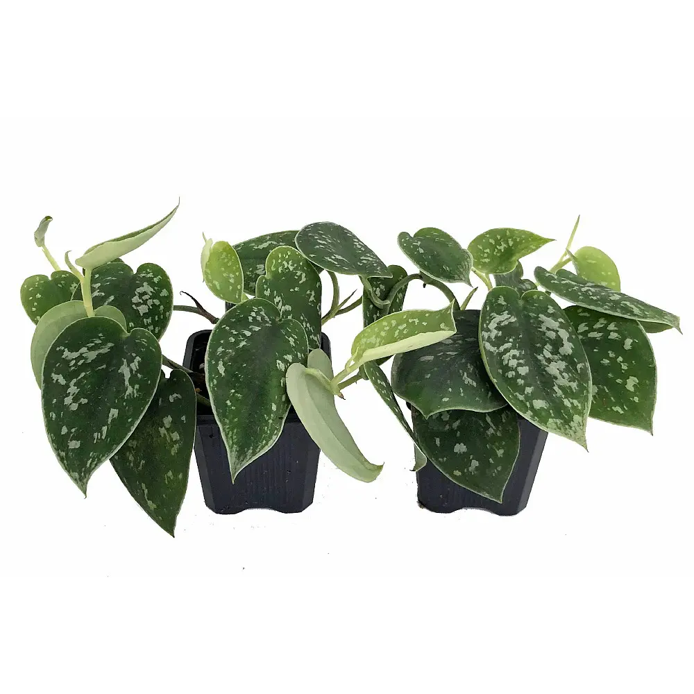 Rare Silver Cloud Philodendron - Scindapsus pictus - EASY - 2 Plants - 3" Pot