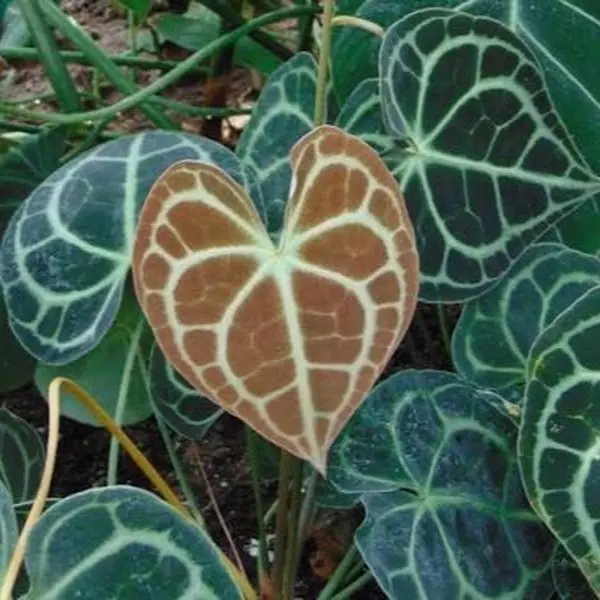 Anthurium Clarrinurvium 4" - Vibrant Green Leaves with Unique Brown Veins for Indoor Decor