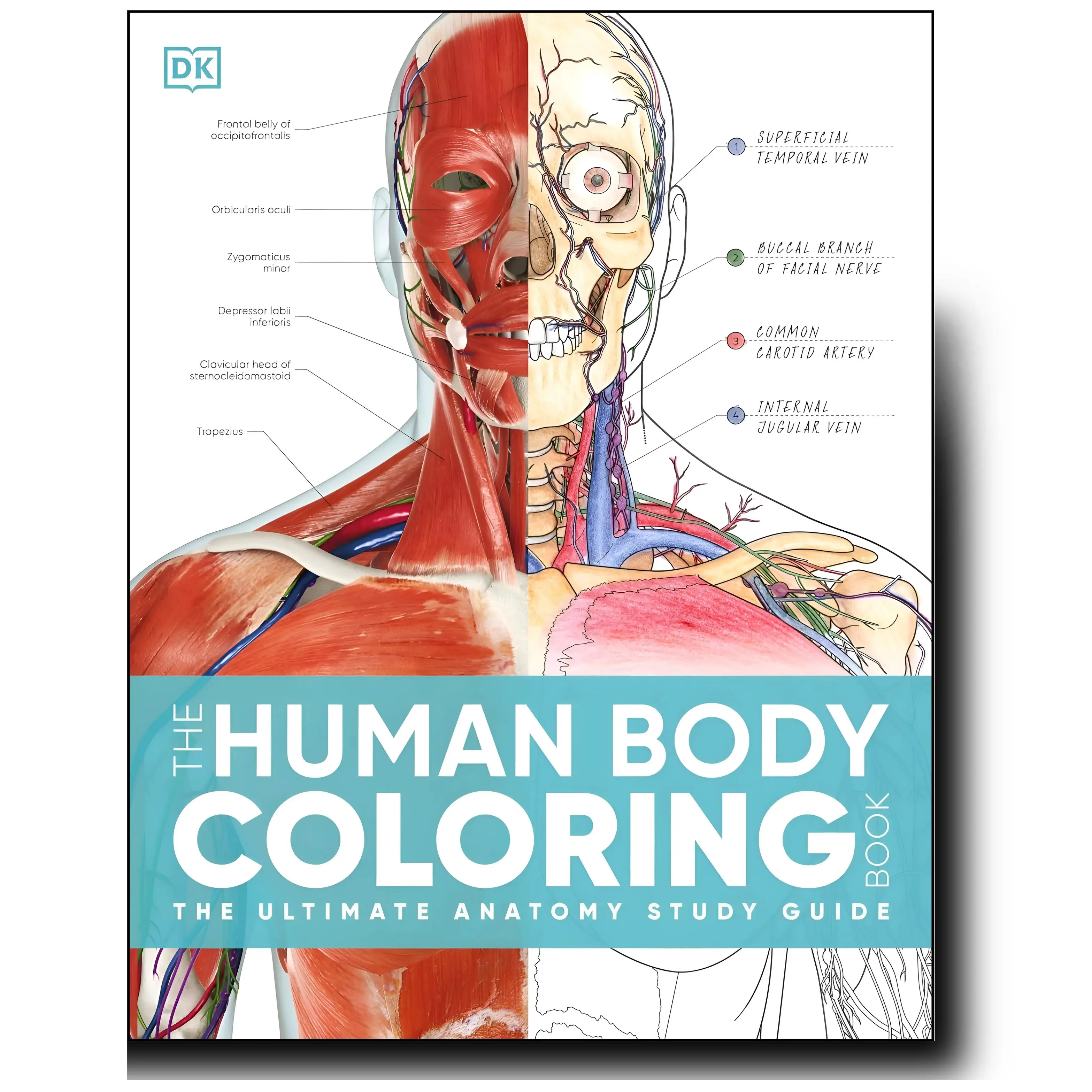 The Human Body Coloring Book: The Ultimate Anatomy Study Guide, Second Edition paperback book stress-free coloring unique gift whimsical drawing Anato