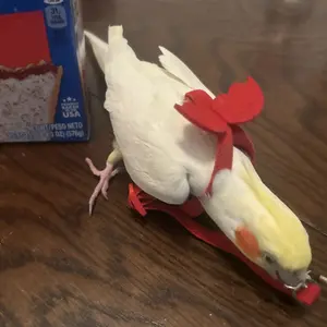 1pcs Adjustable Parrot Bird Harness Leash Set Anti-bite Training Harness Parrots Outdoor Flying Rope Cockatiel Small Birds Supplies