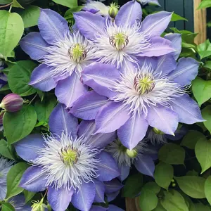Green River Light Blue Clematis Seeds - 25 Flower Seed Pack, Perennial Climbing Vine, Dried Clematis Plant Seeds for Trellis, Arbors and Cottage Garden Walls
